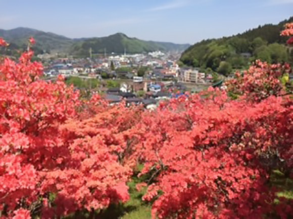 つつじ